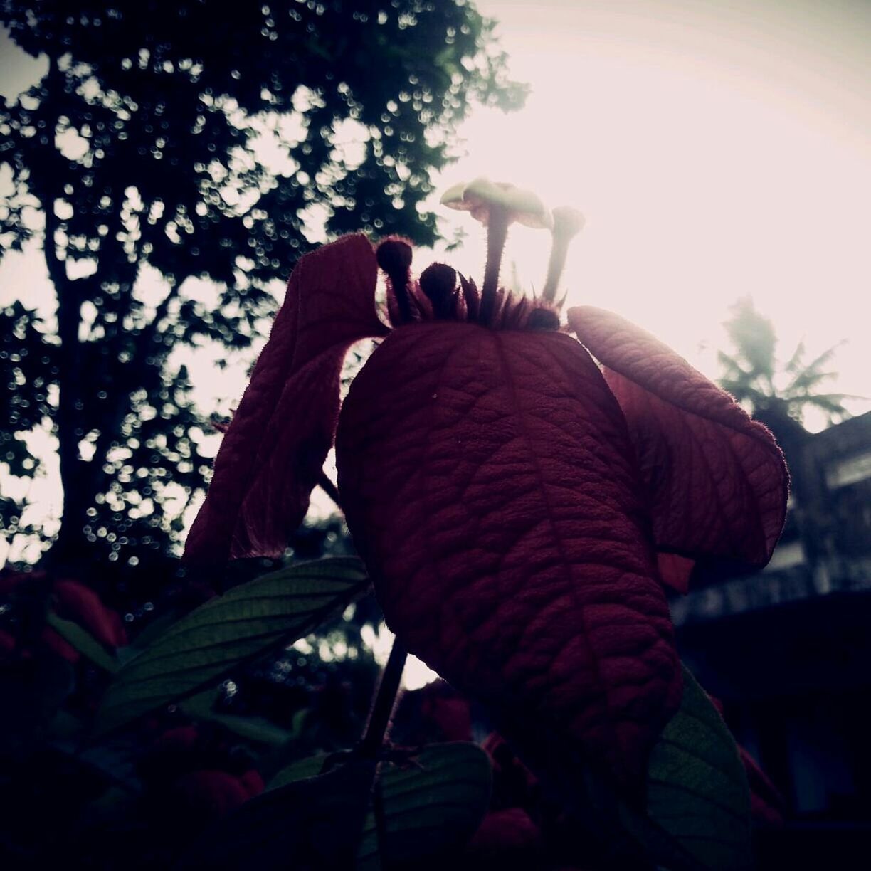 animal themes, tree, low angle view, one animal, focus on foreground, nature, leaf, red, close-up, sunlight, branch, growth, side view, sky, outdoors, day, plant, full length, beauty in nature, silhouette