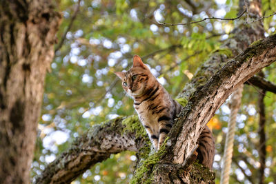 Bengal cat perched in the trees