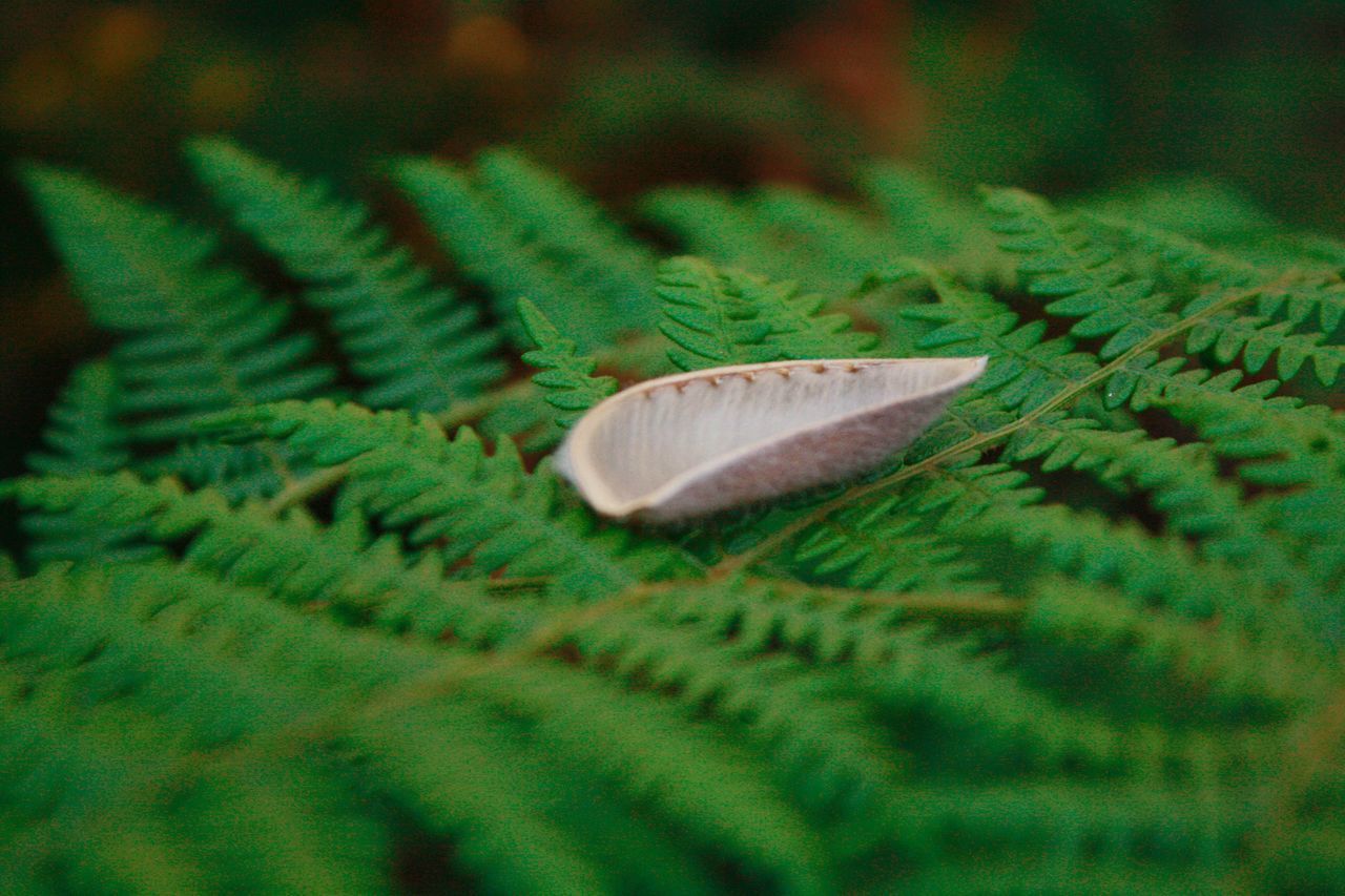 HIGH ANGLE VIEW OF FEATHERS ON PLANT