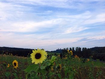 Yellow flowers growing in field