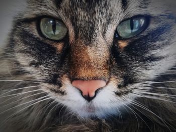 Close-up portrait of a cat