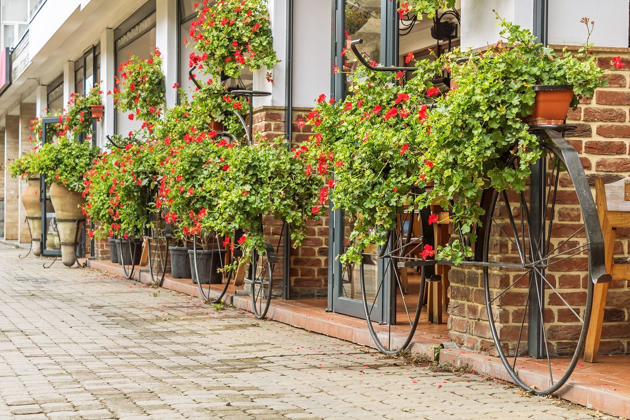 POTTED PLANTS ON SIDEWALK AGAINST BUILDING