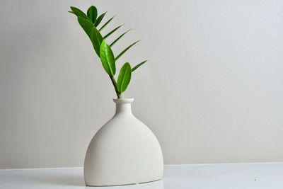 Close-up of potted plant on table against white wall