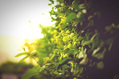 Close-up of fresh green plant