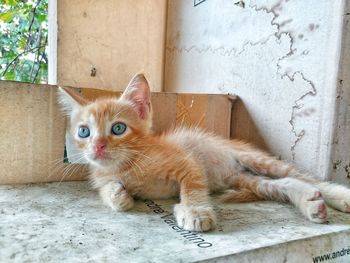 Portrait of ginger cat sitting against wall