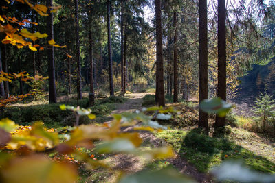 Trees growing in forest during autumn