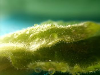 Close-up of water drops on leaf