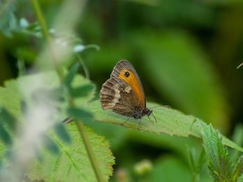 Close-up of butterfly on leaf