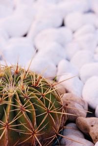 High angle view of succulent plant