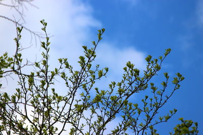 Low angle view of flowering plants against blue sky