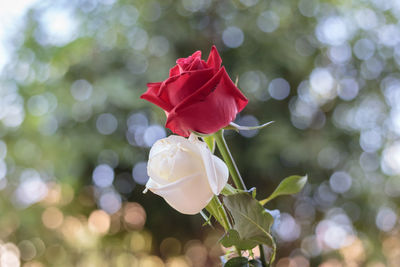 Close-up of red rose against blurred background