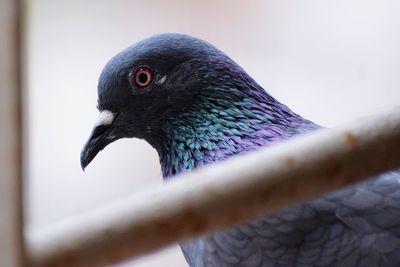 Close-up of peacock perching