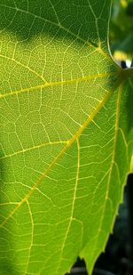 Macro shot of green leaves