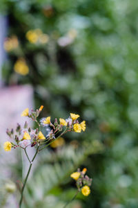 Close-up of yellow flowers blooming outdoors