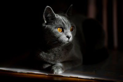 Close-up of cat looking away