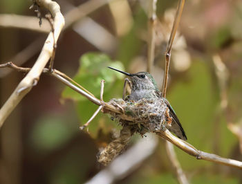 Close-up of bird perching outdoors