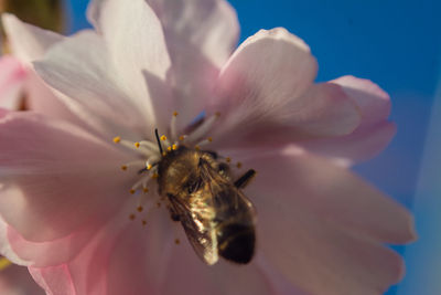 Close-up of bee pollinating on pink flower