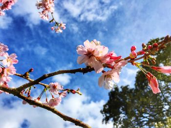 Low angle view of cherry blossoms in spring