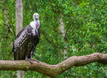 Bird perching on a tree