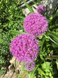 Close-up of pink flowers