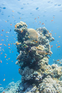 Close-up of fish swimming in sea