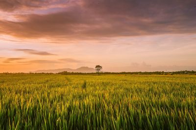 Scenic view of agricultural field against sky during sunset