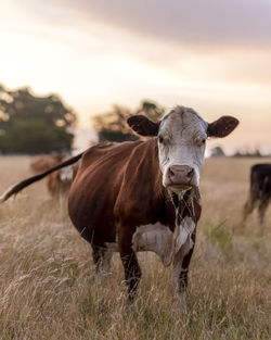 Portrait of a horse on field