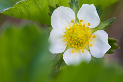 Close-up of white flowering plant