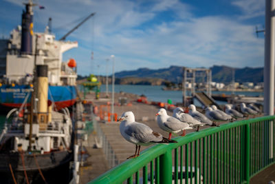 Seagulls perching on railing