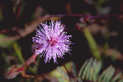 Close-up of purple flower