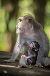 Monkey sitting outdoors