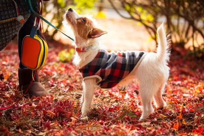 Full length view of dog during autumn