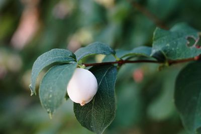 Close-up of fruit growing on tree