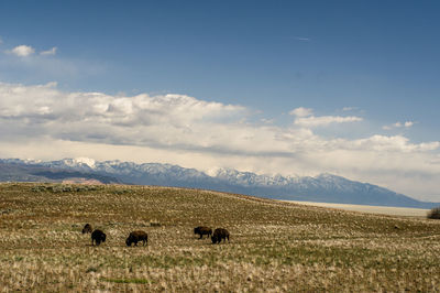 Sheep grazing on field against sky