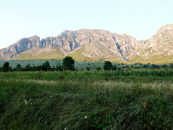 Scenic view of field and mountains against clear sky