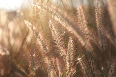 Close-up of wheat growing on field