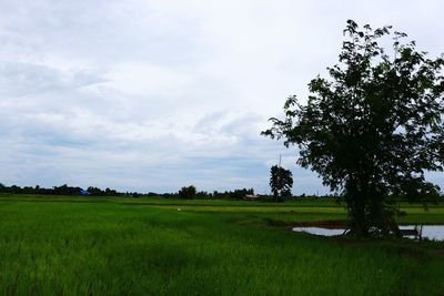 Scenic view of agricultural field against sky