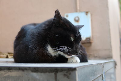Close-up of cat