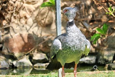 Close-up of bird perching on a field