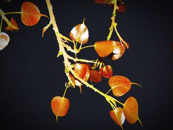 Close-up of water against black background