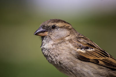 Close-up of bird