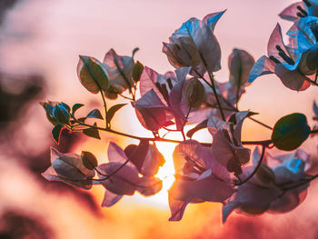 Close-up of flowering plant against sky during sunset