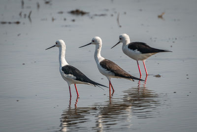 View of birds on beach