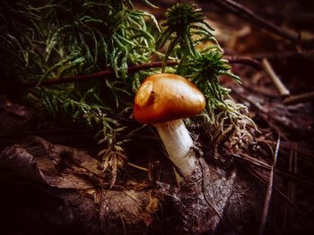 Close-up of mushroom growing on field