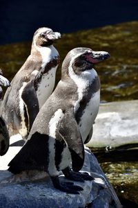 Close-up of penguins on rock