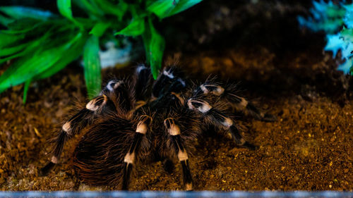 Close-up of spider