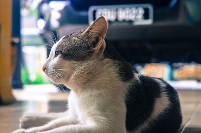 Close-up of cat resting