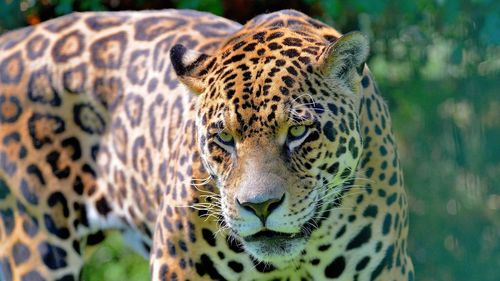 Close-up of a cat looking away