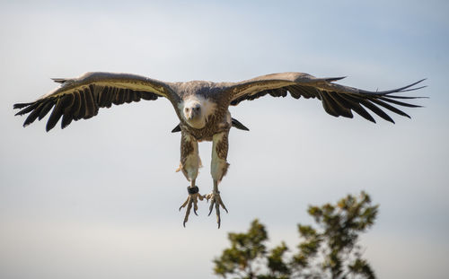 Low angle view of bird flying against sky