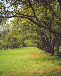 Trees in park